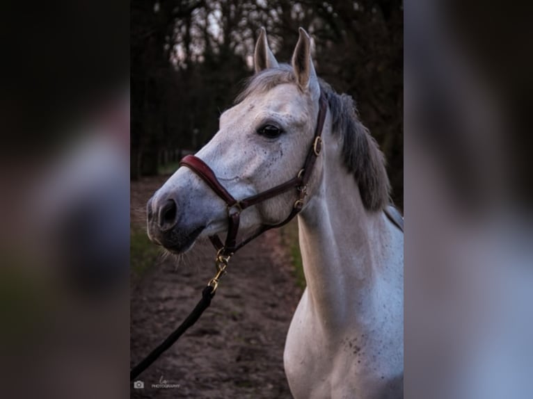 Poni New Forest Mestizo Yegua 9 años 147 cm Tordo in Wesel