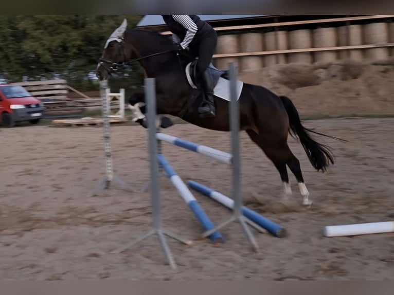 Poni New Forest Yegua 9 años 152 cm Castaño in Zülow