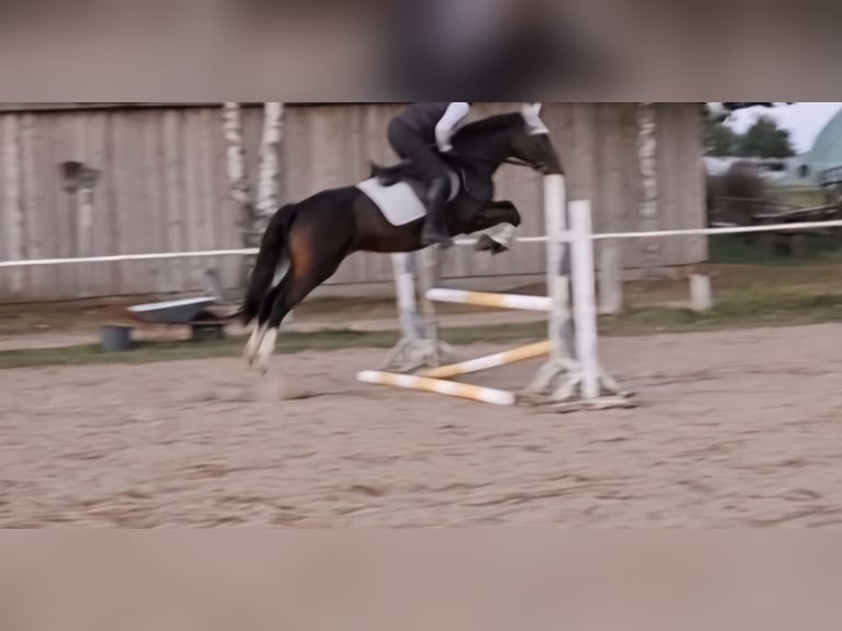 Poni New Forest Yegua 9 años 152 cm Castaño in Zülow