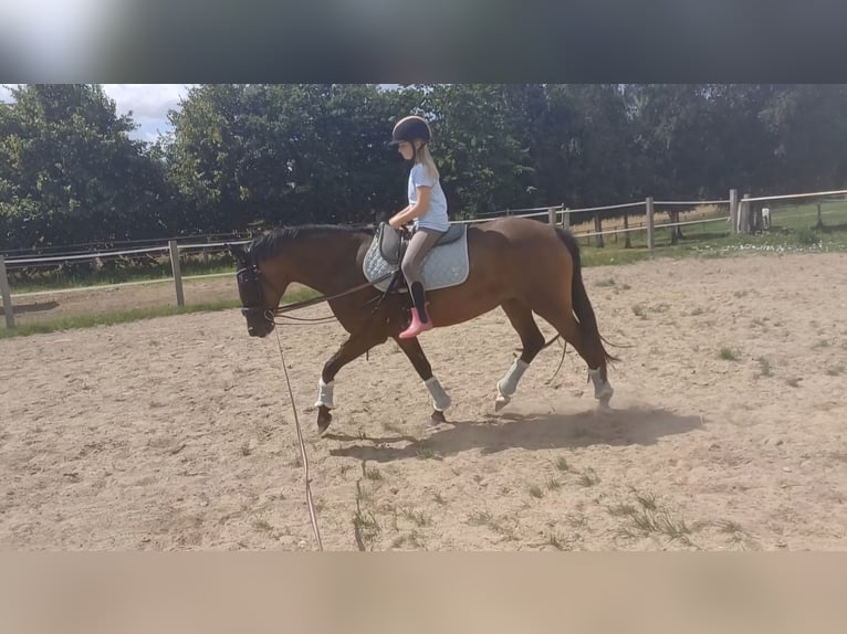 Poni New Forest Yegua 9 años 152 cm Castaño in Zülow