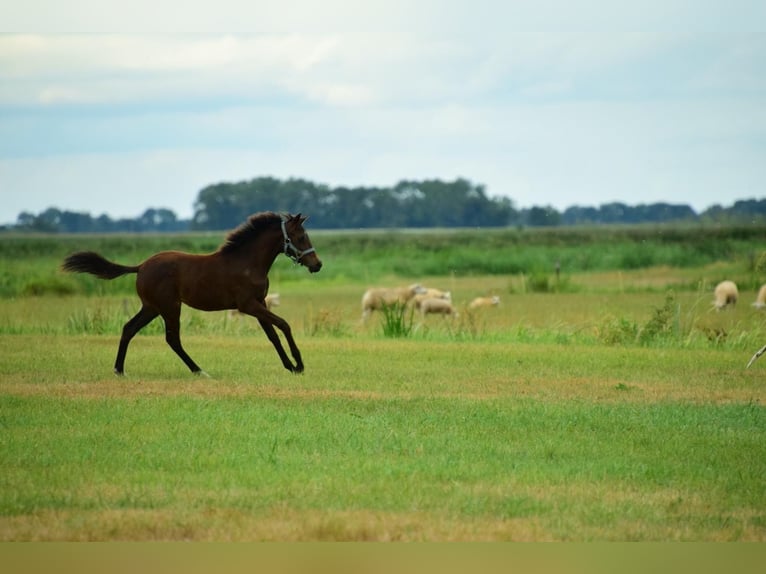 Poni New Forest Yegua Potro (03/2026) 110 cm Castaño in Vollenhove