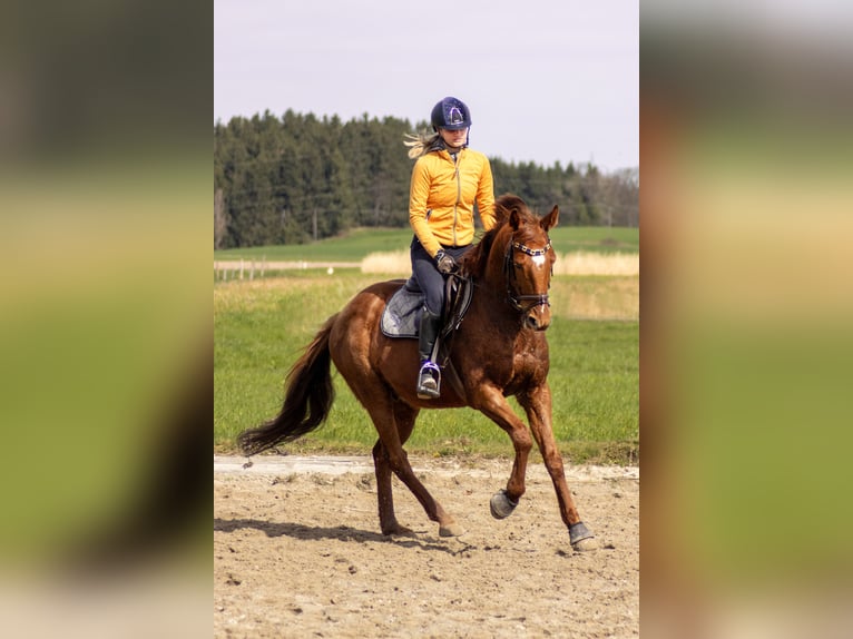 Poni Polo Caballo castrado 13 años 160 cm Alazán in Traunstein