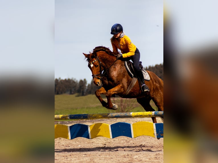 Poni Polo Caballo castrado 13 años 160 cm Alazán in Traunstein