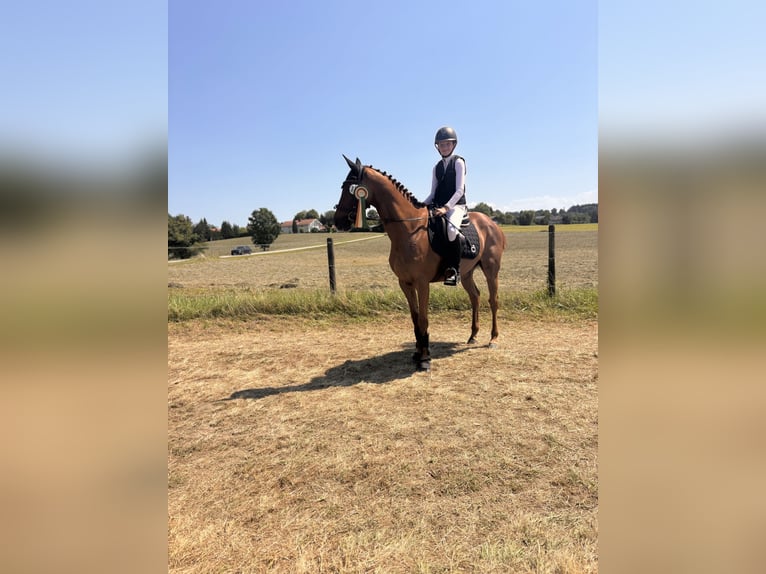 Poni Polo Caballo castrado 15 años 160 cm Alazán in Chieming
