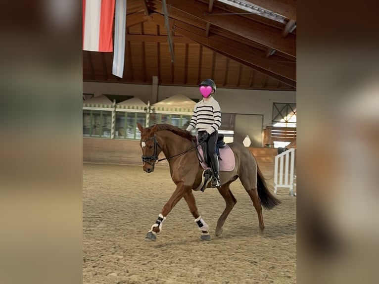 Poni Polo Caballo castrado 15 años 160 cm Alazán in Chieming