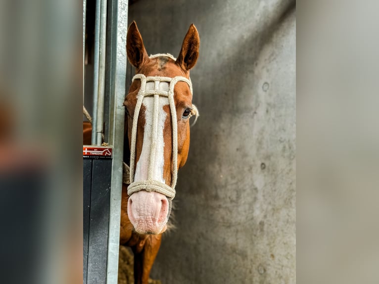 Poni Polo Caballo castrado 15 años Alazán in Seuzach