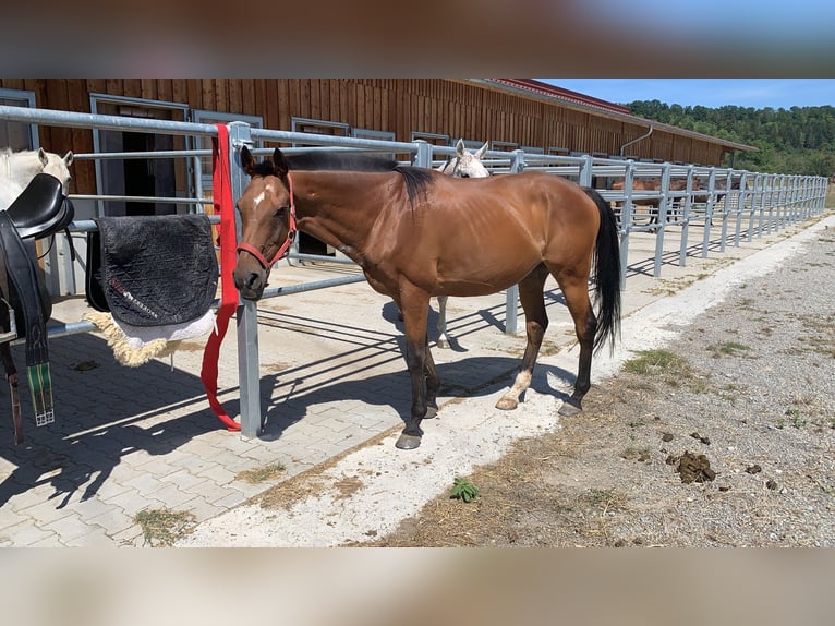 Poni Polo Caballo castrado 18 años 160 cm Castaño in Schönaich