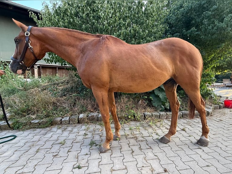 Poni Polo Caballo castrado 20 años 158 cm Alazán in Mainbernheim