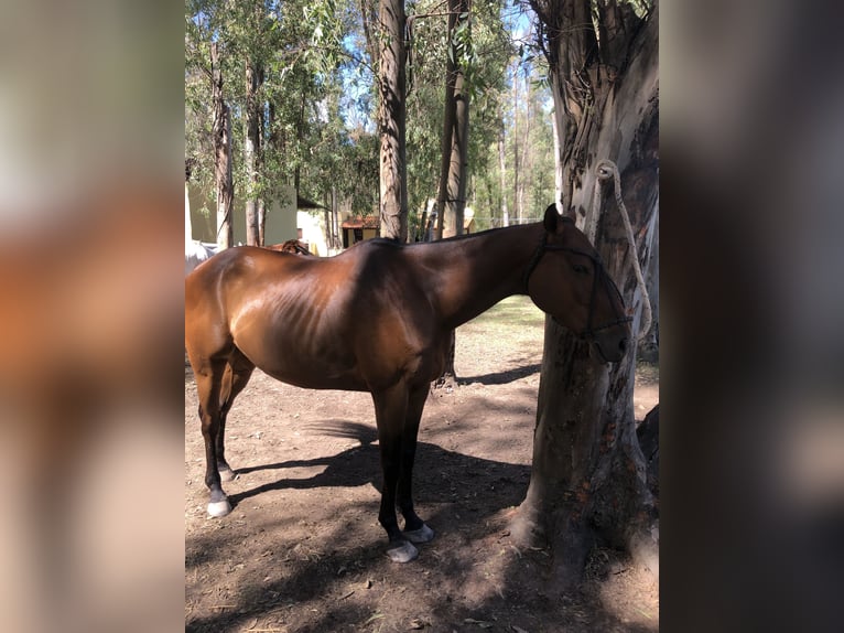 Poni Polo Caballo castrado 6 años 153 cm Castaño in Ranchos