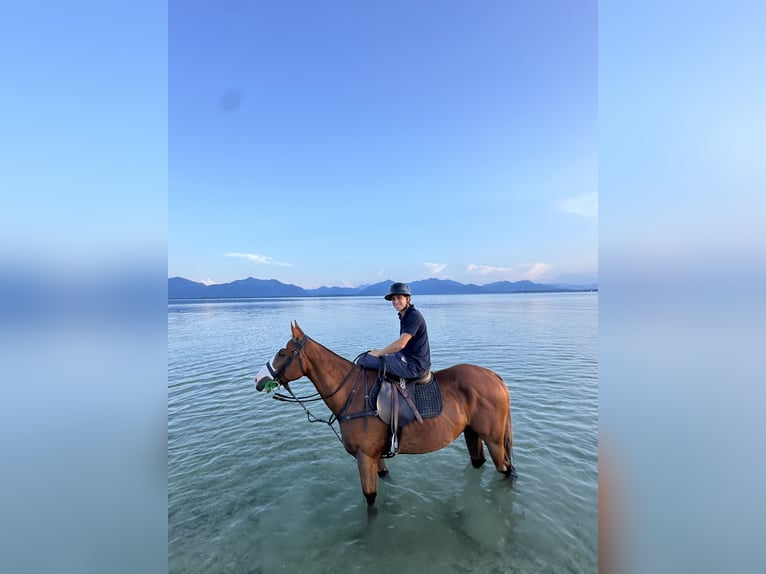 Poni Polo Caballo castrado 7 años 160 cm Alazán-tostado in Fehling