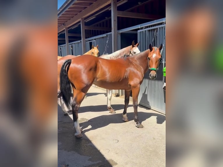 Poni Polo Caballo castrado 7 años Castaño in Seuzach