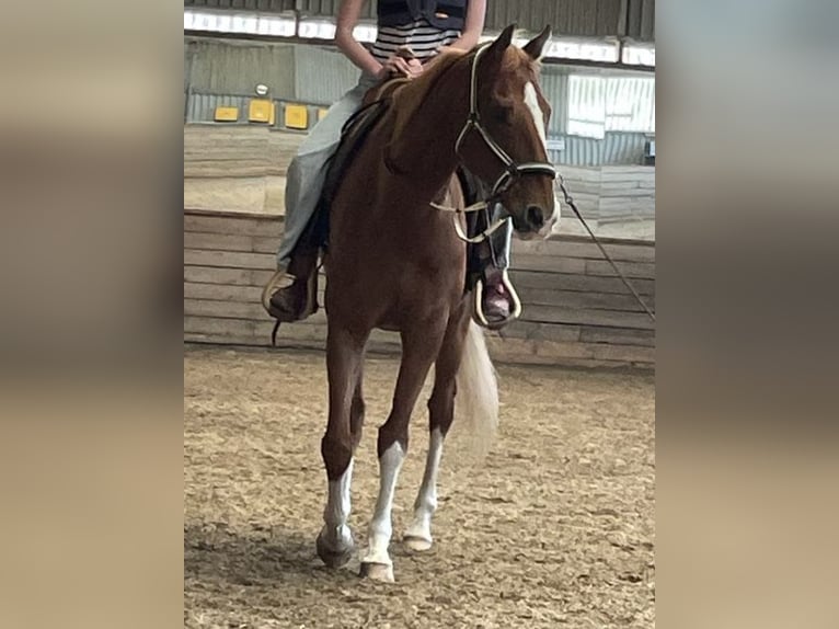 Poni Polo Caballo castrado 9 años 164 cm Alazán in Quickborn