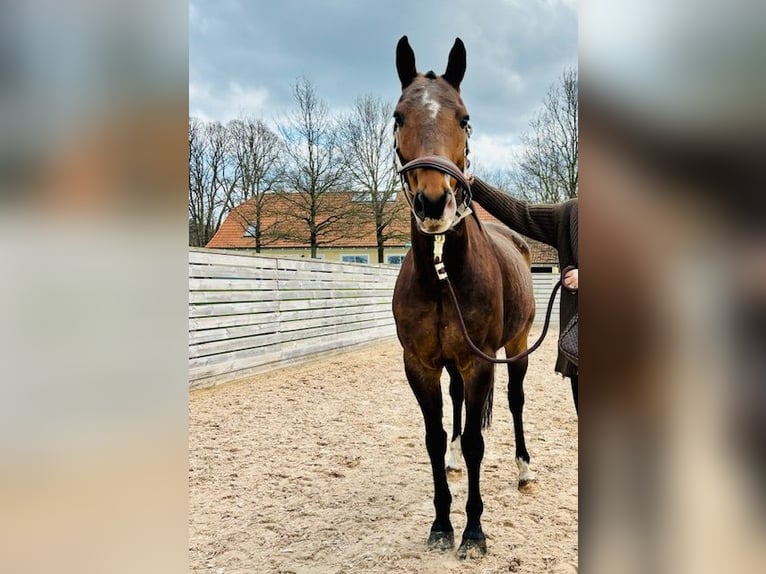 Poni Polo Caballo castrado 9 años Castaño rojizo in Nivå