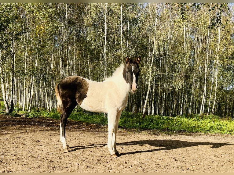 Poni Polo Mestizo Semental 1 año 150 cm Tobiano-todas las-capas in Zydiskss