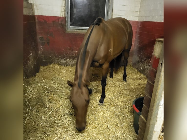 Poni Polo Yegua 10 años 156 cm Castaño oscuro in Holzkirchen