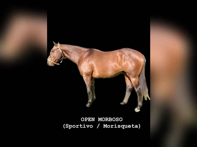 Poni Polo Yegua 10 años 156 cm Castaño oscuro in Holzkirchen