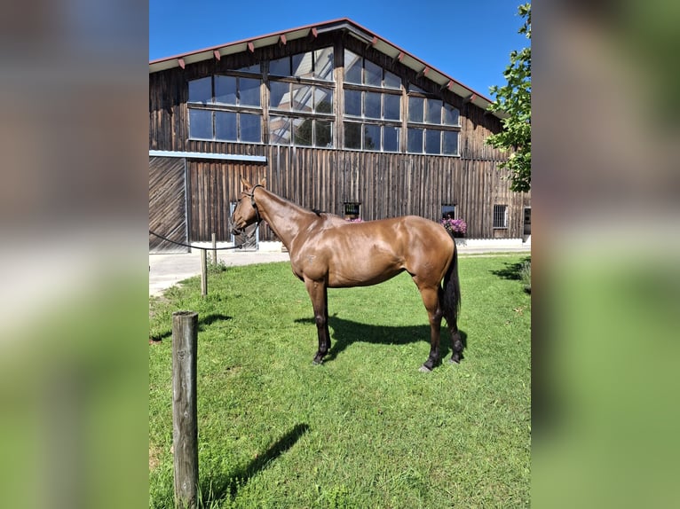 Poni Polo Yegua 10 años 156 cm Castaño oscuro in Holzkirchen