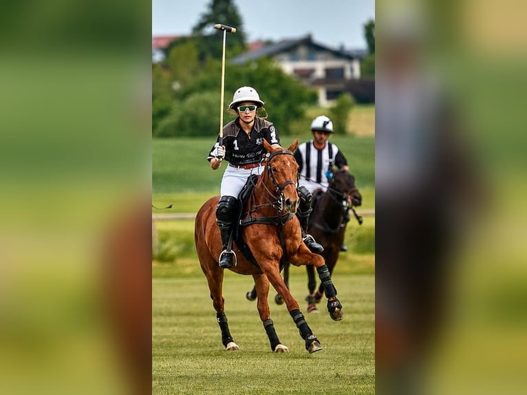 Poni Polo Yegua 10 años Alazán in Holzkirchen