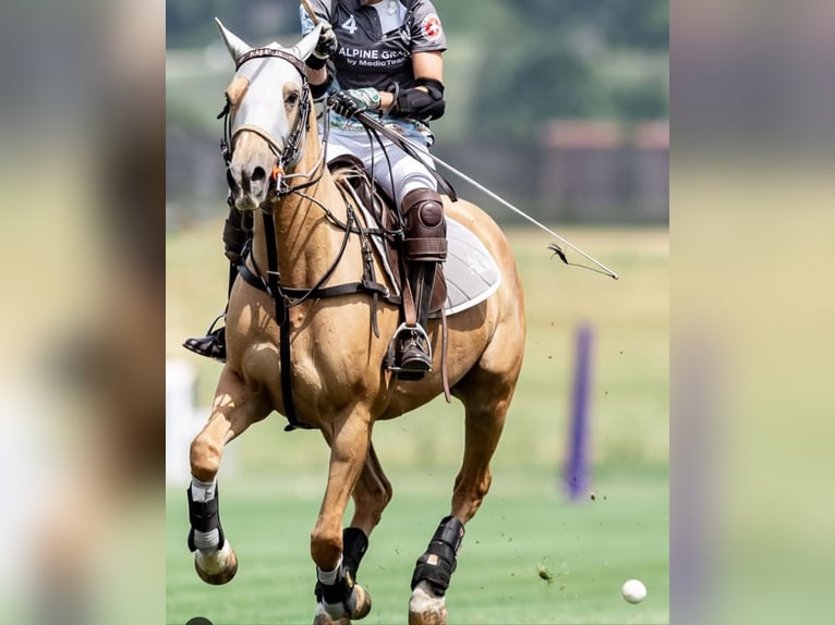 Poni Polo Yegua 12 años Palomino in Eichstätt und Zürich