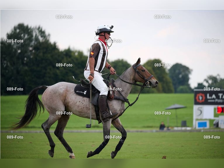 Poni Polo Yegua 14 años 156 cm Tordo ruano in Holzkirchen