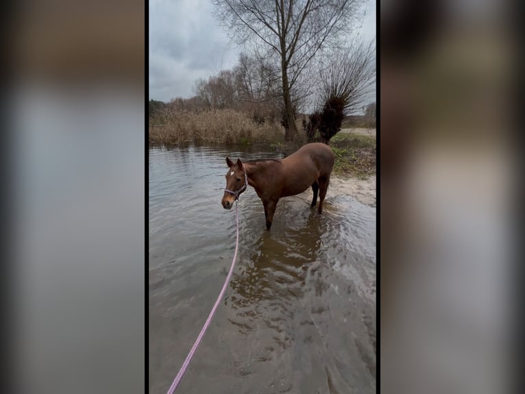 Poni Polo Mestizo Yegua 18 años 151 cm Alazán in Willich