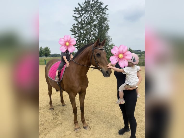 Poni Polo Mestizo Yegua 18 años 151 cm Alazán in Willich