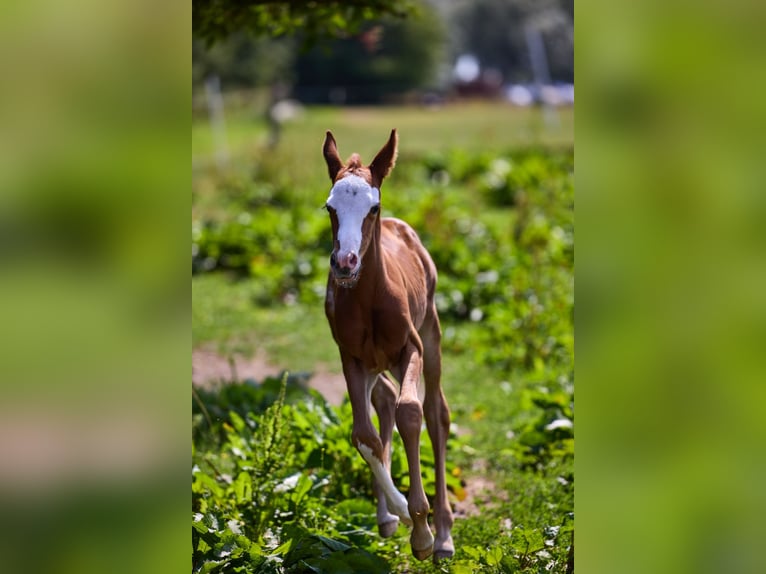Poni Polo Yegua 1 año 155 cm Alazán-tostado in Nivå