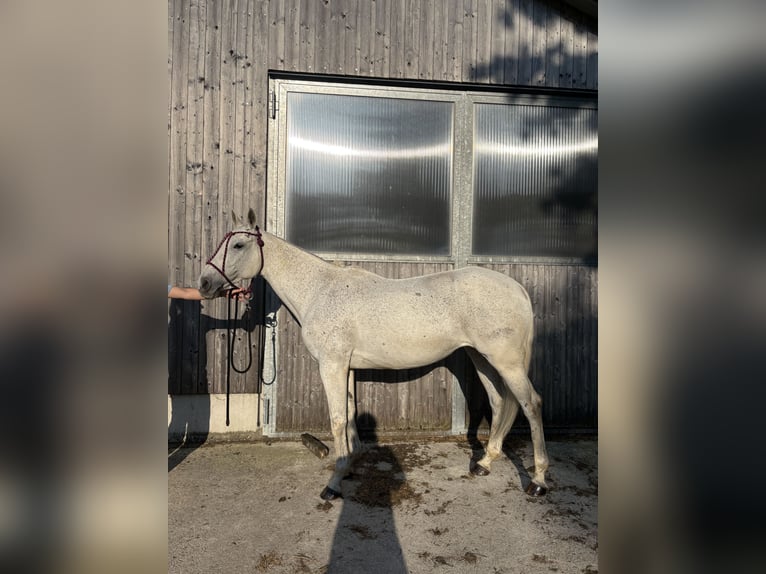 Poni Polo Yegua 20 años 160 cm Tordo picazo in Holzkirchen