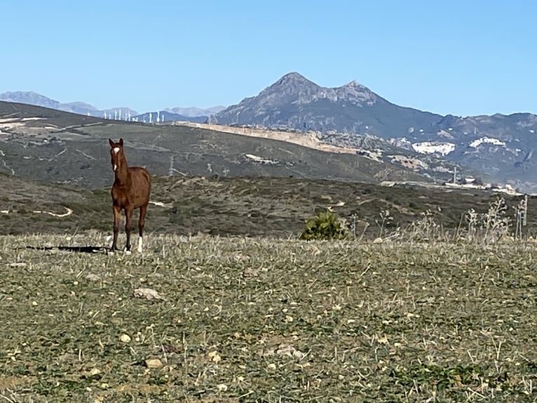 Poni Polo Mestizo Yegua 2 años Castaño in Sotogrande