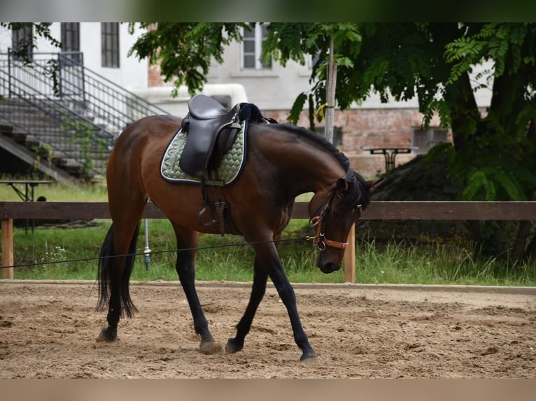 Poni Polo Yegua 7 años 152 cm in Schönwalde