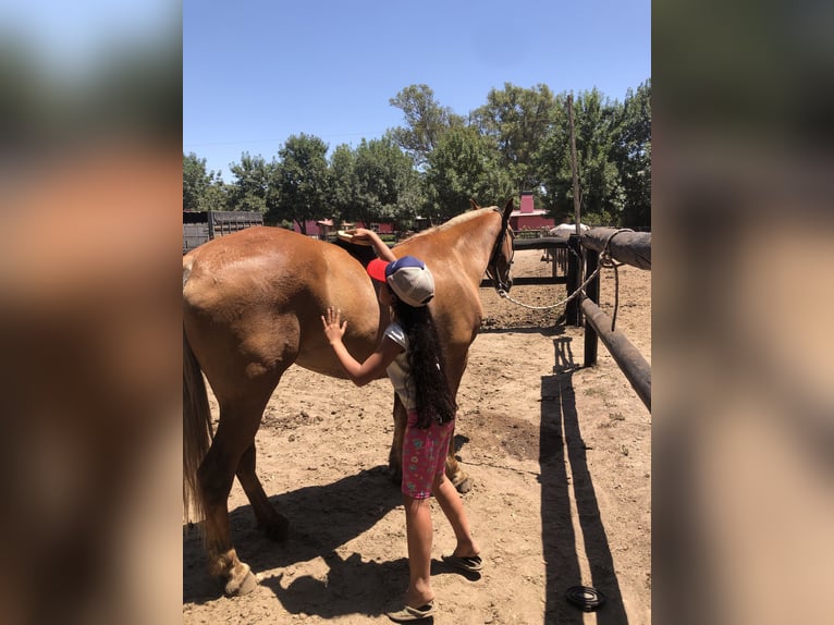 Poni Polo Yegua 7 años 152 cm Palomino in Mainbernheim