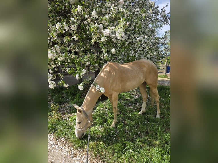 Poni Polo Yegua 8 años Palomino in Nürnberg und Zürich
