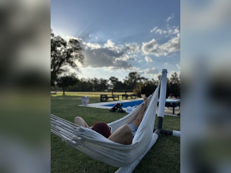 Poni Polo Yegua 9 años 152 cm Tordo in General Belgrano, Provincia Buenos Aires