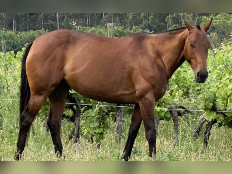 Poni Polo Yegua 9 años 156 cm Castaño oscuro in Holzkirchen