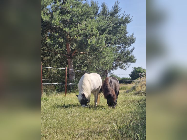 Ponis Shetland Caballo castrado 10 años 100 cm Tordo in Riesa
