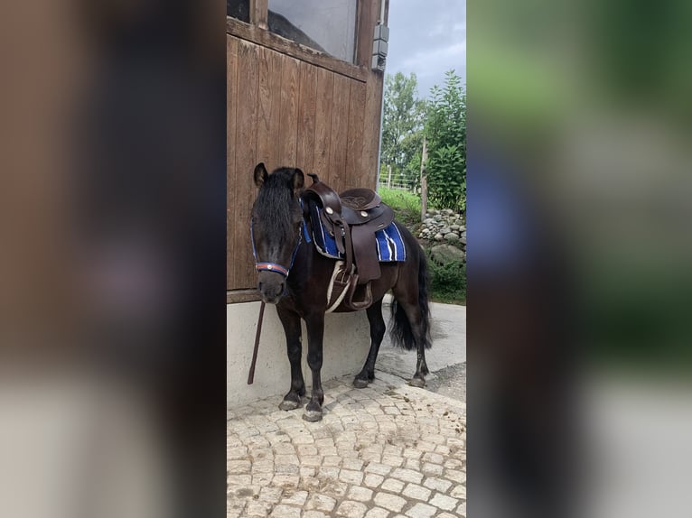 Ponis Shetland Mestizo Caballo castrado 10 años 105 cm Negro in Patsch