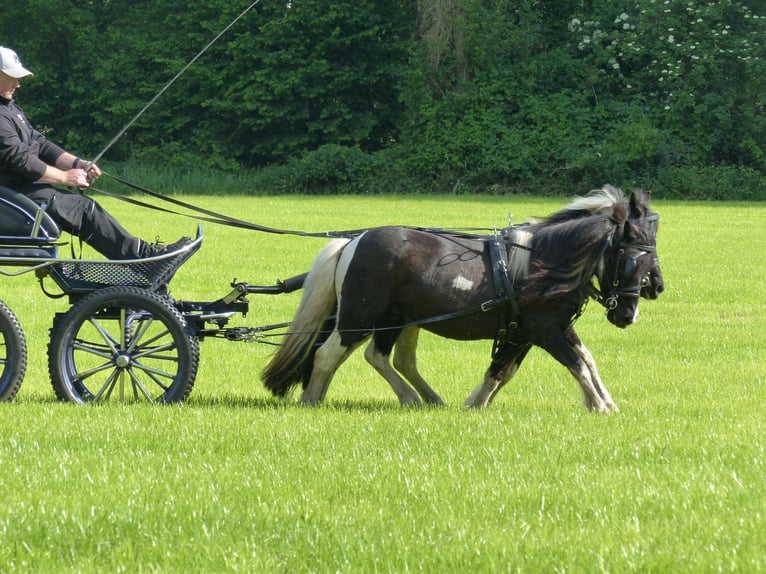 Ponis Shetland Caballo castrado 10 años 109 cm Pío in HALLE
