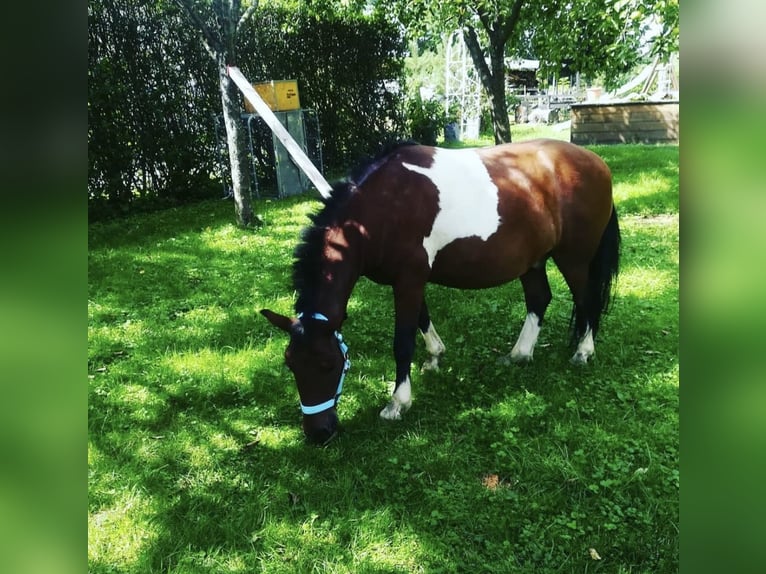 Ponis Shetland Caballo castrado 10 años 113 cm Pío in Kematen an der Ybbs