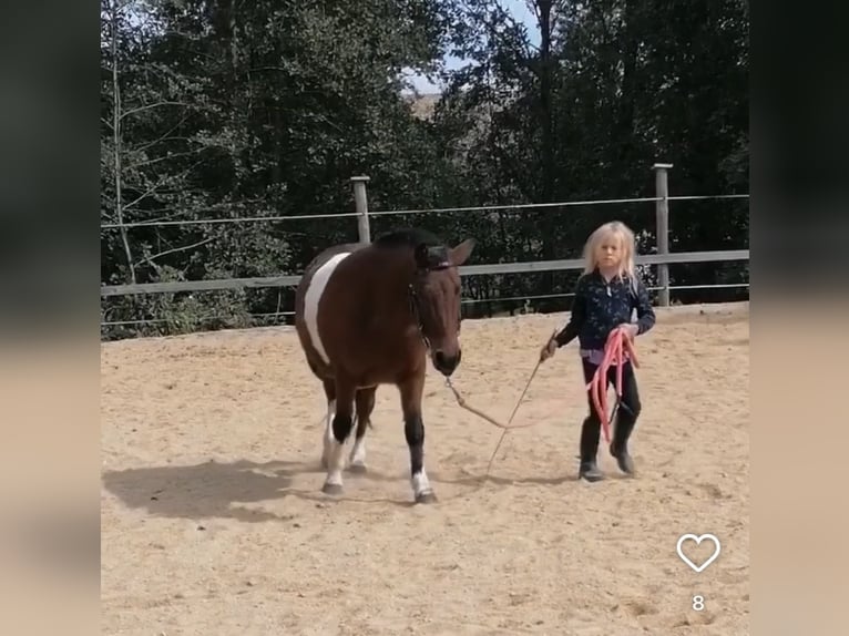 Ponis Shetland Caballo castrado 10 años 113 cm Pío in Kematen an der Ybbs