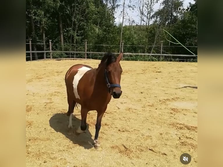 Ponis Shetland Caballo castrado 10 años 113 cm Pío in Kematen an der Ybbs