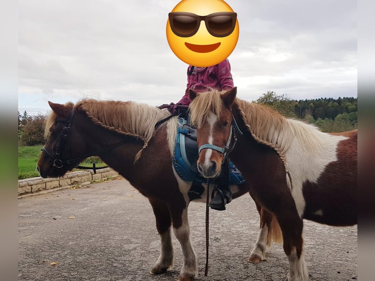 Ponis Shetland Caballo castrado 11 años 105 cm Pío in Frankenhardt