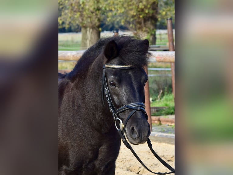 Ponis Shetland Mestizo Caballo castrado 11 años 115 cm Castaño oscuro in Beucha