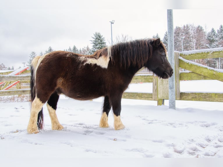 Ponis Shetland Caballo castrado 11 años 117 cm Pío in Elterlein