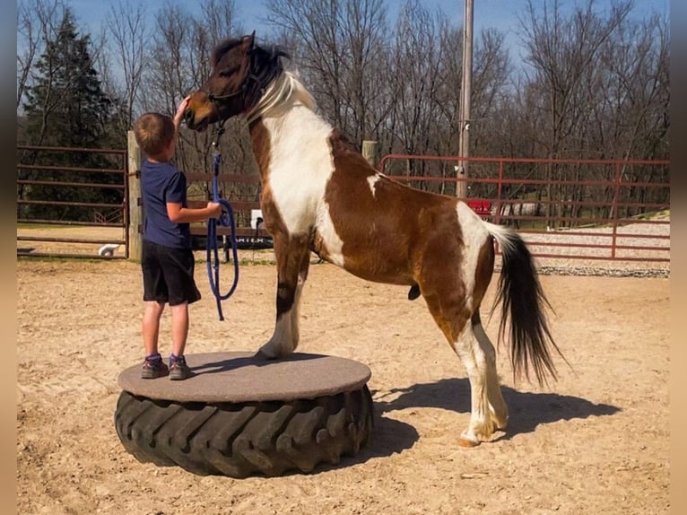 Ponis Shetland Caballo castrado 11 años 117 cm Pío in Rogersville, MO