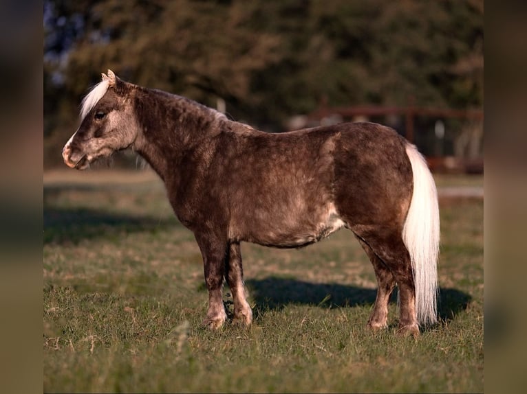 Ponis Shetland Caballo castrado 11 años 89 cm in Weatherford