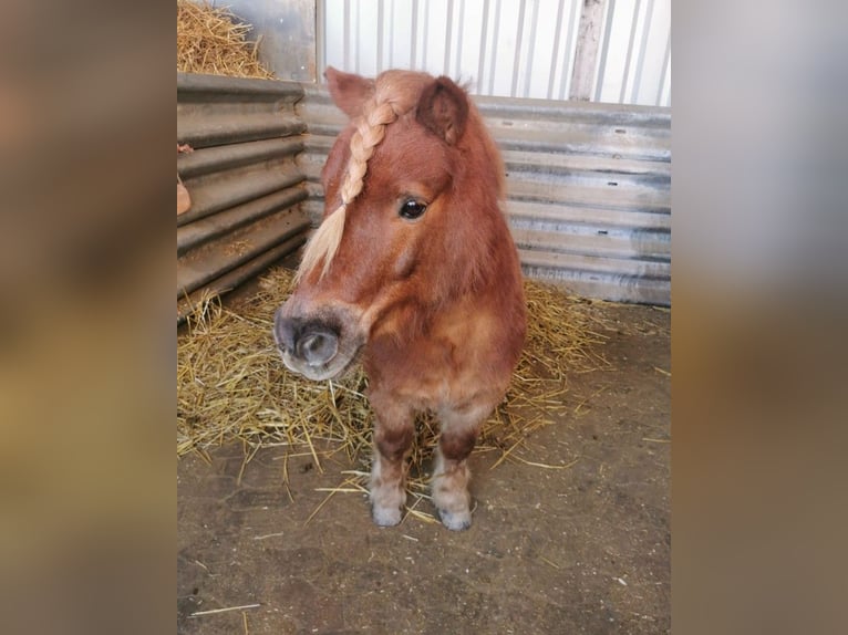 Ponis Shetland Caballo castrado 12 años 100 cm Alazán in Emmelshausen