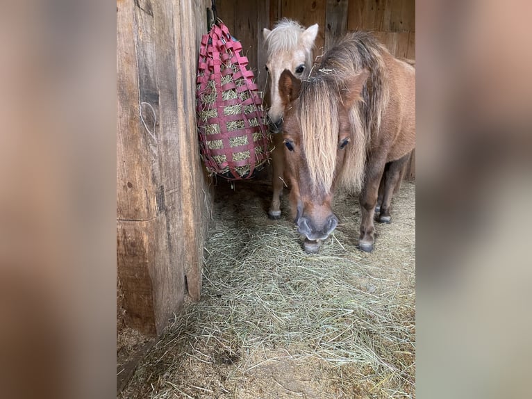 Ponis Shetland Caballo castrado 12 años 100 cm Alazán-tostado in Edermünde
