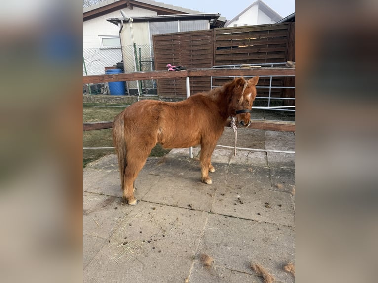 Ponis Shetland Caballo castrado 12 años 100 cm Alazán-tostado in Edermünde