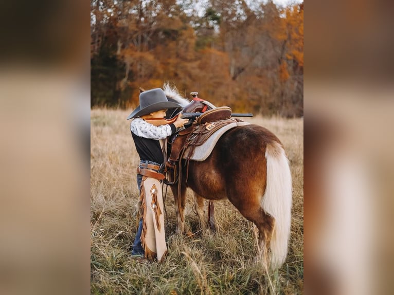Ponis Shetland Caballo castrado 12 años 102 cm Alazán-tostado in Lyles, TN