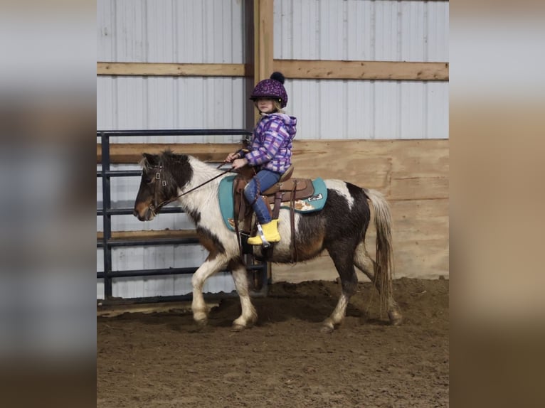 Ponis Shetland Caballo castrado 12 años 102 cm Pío in Howell
